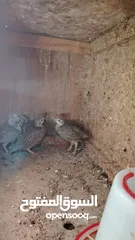  2 حجل بلدي عمر 3 شهور للبيع