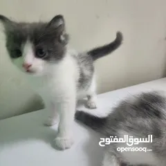  3 قطط شيرازي تركي صغيره للبيع kittens shiraze turkey for sale