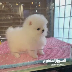  1 Teacup Pomeranian Puppy