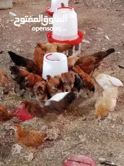  19 دجاج مهجن كوشن يصلح للتربية والذبح قريب الأنتاج