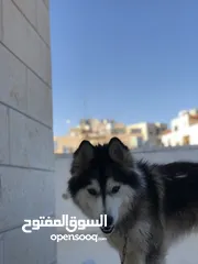  3 هاسكي مالمونت اليف جدا
