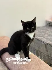  3 قطه انثى و قط ذكر للتبني ببلاش