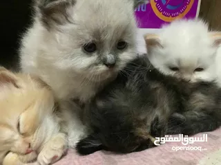  5 قطط للبيع شرازي