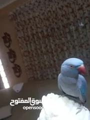  6 ببغاء درة طفرة محجل غير مروض مع قفصه الكبير المناسب