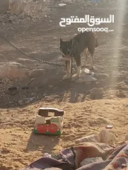  2 كلب اكيتا امريكي عمر 9 اشهر داخل يطا