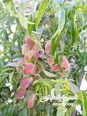 25 بيت مستقل للبيع من المالك مباشرة