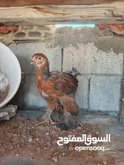  3 صيصان براهمي جامبو عمر شهرين
