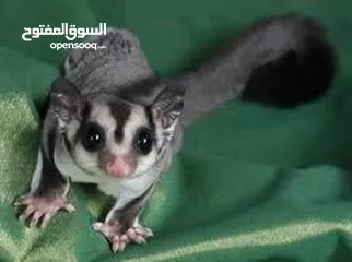  3 شوقر قلايدر  - sugar glider