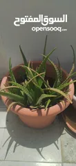  2 Plant Pot with Aloe Vera plant