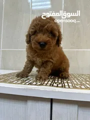  5 Toy Poodle Puppies