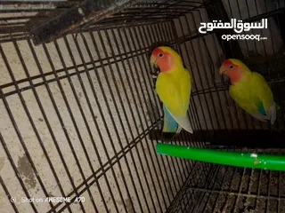  5 روز شغلات اربع جواز للبيع