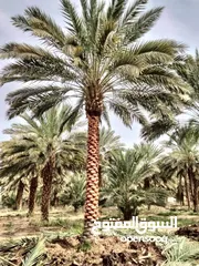  13 بيع نخيل مثمر وزينه وشنطونيا