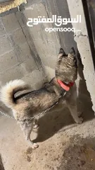  1 كلب هسكي ل البيع