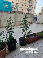  1 حدائق وأشجار  شكله برتقال عمر واحد سنه