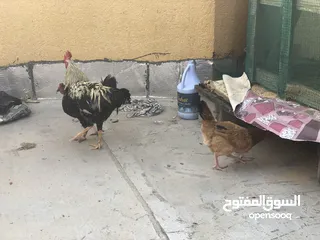  5 دجاج عرب بصرة مشراك دجاجتين وديج اقره الوصف