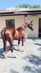  2 خيل عربيه اصيله