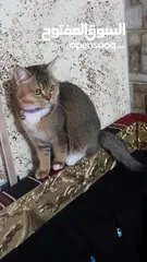  1 قطط  للبيع