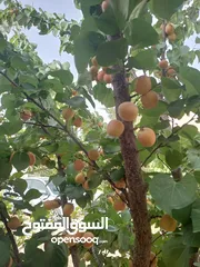  14 منزل البيع