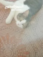  3 قطط للتبني بدون مقابل في عمان....