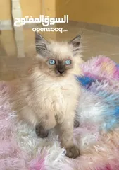  1 Himalayan Kitten