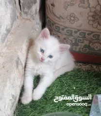  1 قطط شيرازي عمر 50 يوم
