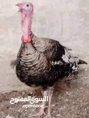  1 ديك حبش و دجاج ديوك بلدي