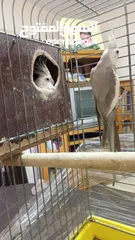  1 جوز كوكتيل وايت فيس  حبات حجب سوبر جامبو مع قفص كاسكو كبير  حجم جامبو  بصلاه على النبي قابل للتفاوض