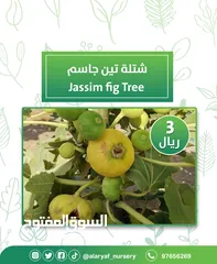  4 شتلات وأشجار التين من مشتل الأرياف  أسعار منافسة  انجیر کا درخت