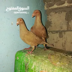  5 حمام زق لناس الغانمه