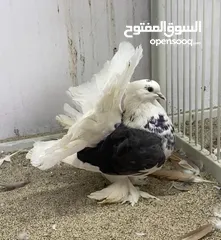  2 حمام شمسي زوج مكتف