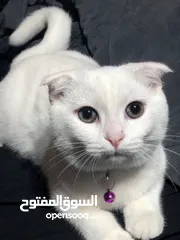  1 سكوتش فولد لون ثلجي نادر