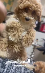  11 Maltipoo super cute