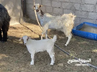  3 شاتين وتيس