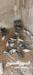  7 كوم حمام. للبيع السعر غير قابل للتفاوض وقابل للبدل على اي اشي بنفس القيمه اقرا الوصف