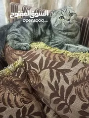  6 سكوتش فولد ماربل
