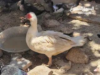  2 بطط مرتب لحم خرافي لانه مهتمين بغذائه يوجد أحجام مختلفه + يوجد حجل لحم مرتب + بيض بط+ بيض حجل