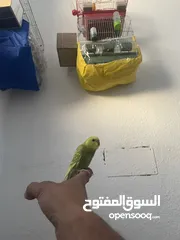  7 عصافير حب او طيور بادجي ذكور وايناث وزواج