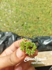  2 نبات أوزولا