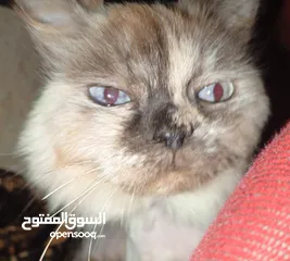  2 قطة هاملايا اليفه جدا"اقرأ الوصف"