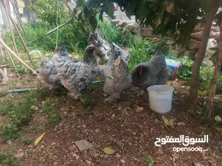 3 متاح بيض براهمي تركي وباكستاني مخصب ومكفول