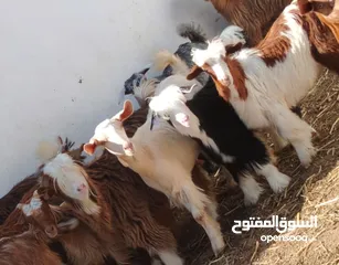  2 جدايا وسخلات مكس كبار وسمان ما شا الله عليهن بغيت تذبح او تذخر ع 48 ف الرأس بالجمله وتنقي ع 58