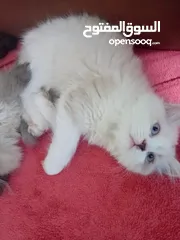  9 قطه هملايا انثى للبيع عمر شهر و نصف  أكثير و لعوبه حنونه مسليه نظيف جدا متعوده على البوكس مدربه