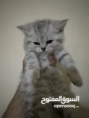 1 كتن سكوتش استريت عمر 55 يوم بيووور عيون زمردي
