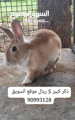  3 ارانب البيع