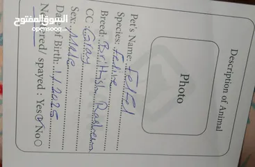  2 قط للبيع بسعر ممتاز
