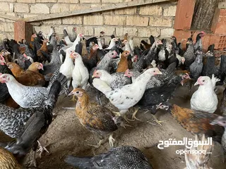  2 عتوق وفروج للبيع عدد250 لعمر ثلاتة شهر ونص الي أربعة شهور المكان طرابلس تاجوراء