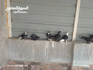  7 متاح جواز حمام شغالين  نجفي تكلجي
