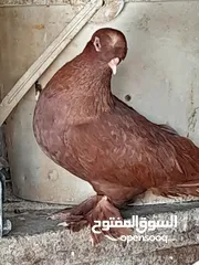  3 حمام و زغاليل مكاوي الوان و اعمار مختلفة