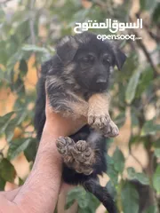  3 جراو جيرمن شيبرد