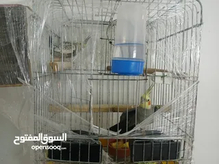  2 كوكتيل جوز بالصلاه على النبي